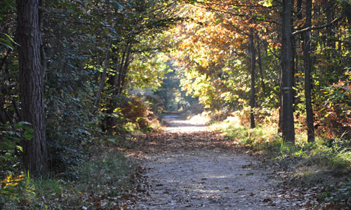 Diapositive de Parc Verzy 1