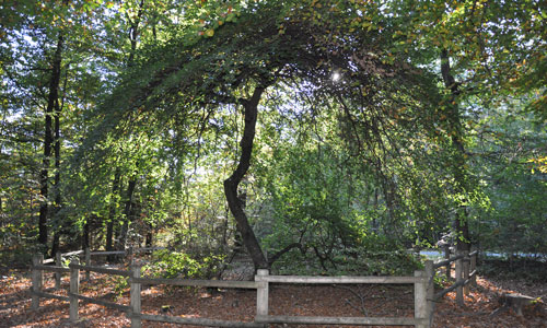 Diapositive de Parc Verzy 2