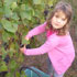 Les vendanges